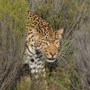 Aquila Game Reserve, Aquila Combo Safari