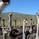 Ostriches, Oudtshoorn, Customised Garden Route Tours