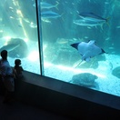 Family fun Two Oceans Aquarium